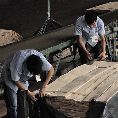 एफएससी प्राकृतिक सफेद ऐश बर्ल लिबास सर्पिल पैटर्न अनाज होटल की सजावट के लिए एक ग्रेड मोटाई 0.5-0.55 मिमी