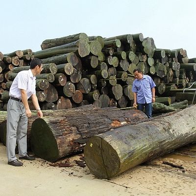 रंगाई प्रक्रिया के लिए अफ्रीका प्राकृतिक Koto लकड़ी लिबास क्वार्टर कट सीधे अनाज अच्छी गुणवत्ता अनुकूलित किया जा सकता है